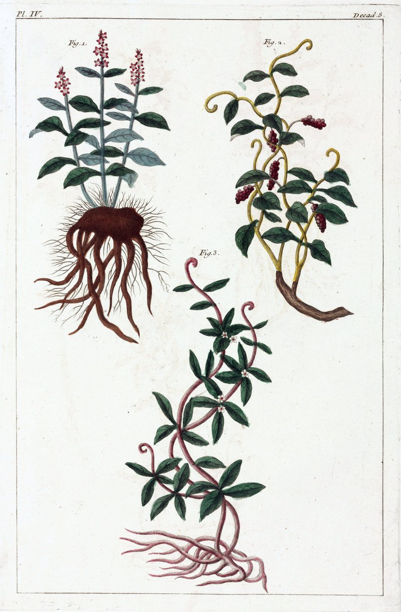Plantas medicinais, China de Unbekannt