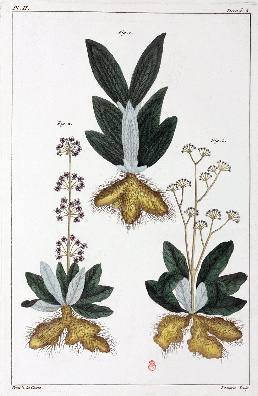 Plantas medicinais, China de Unbekannt