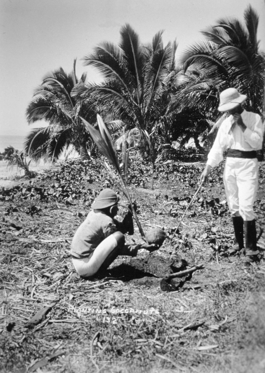 Plantação de cocos, Ilhas Salomão, Fiji, 1905 de Unbekannt