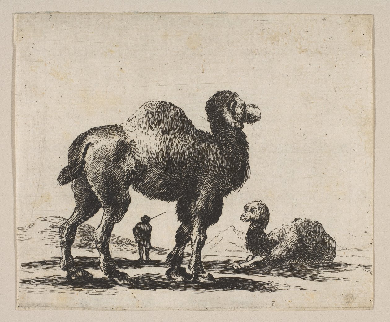 Ilustração 17: camelos, de Various animals Diversi animali, após 1641. de Unbekannt