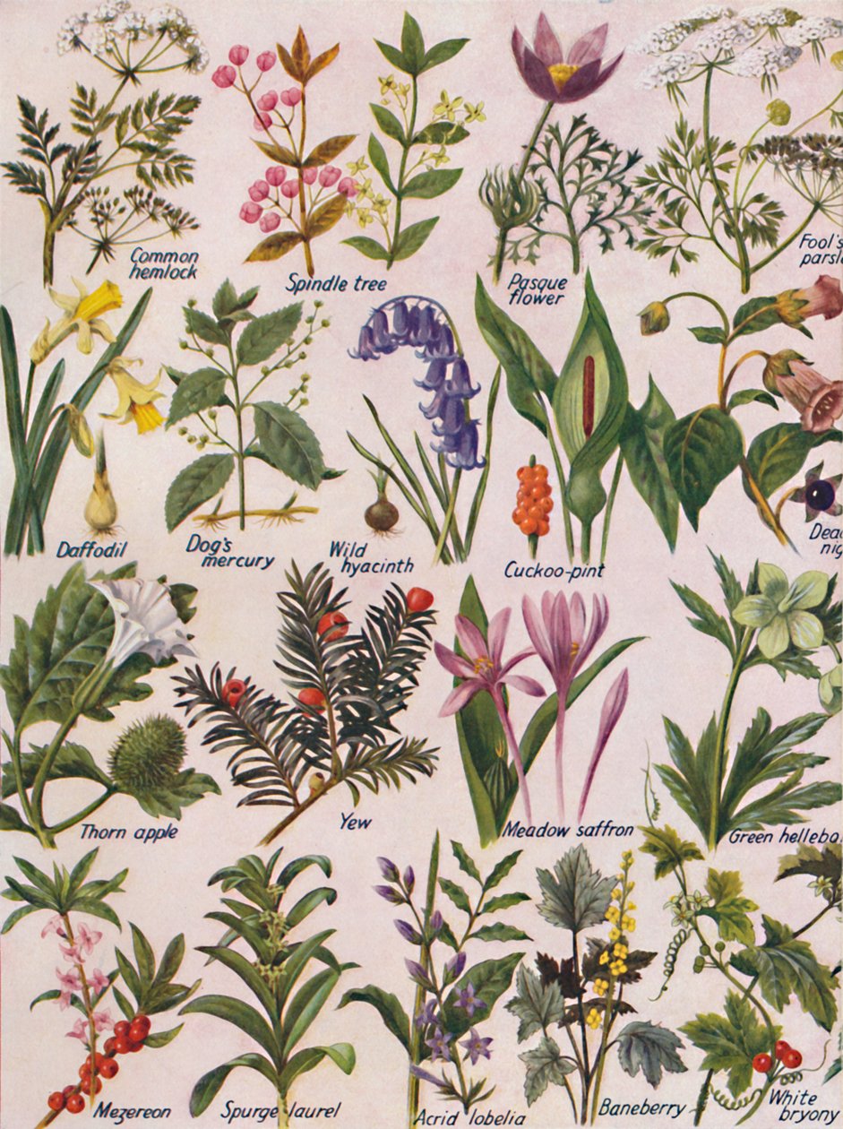 Plantas venenosas encontradas nas Ilhas Britânicas, 1935 de Unbekannt