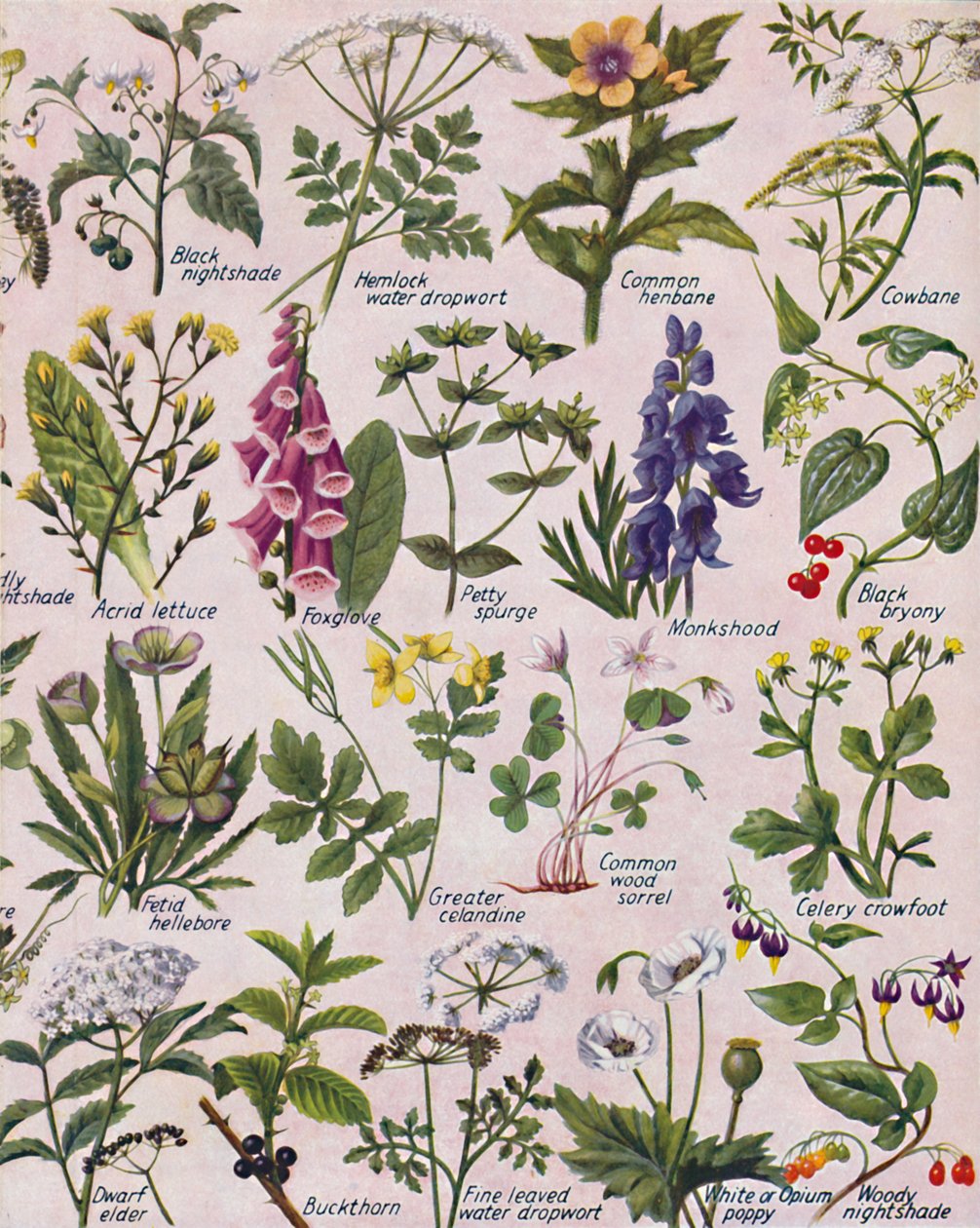 Plantas venenosas encontradas nas Ilhas Britânicas, 1935 de Unbekannt