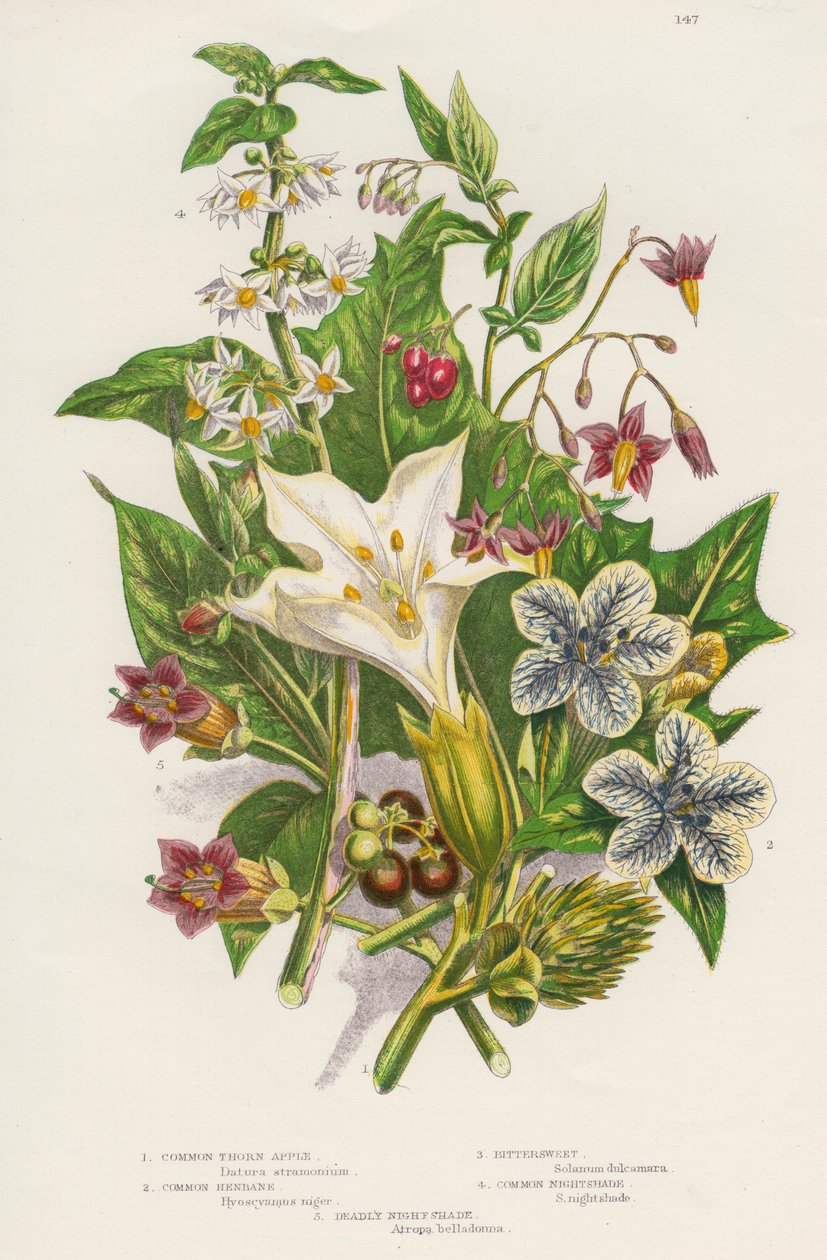 Plantas venenosas, c1885 de Unbekannt