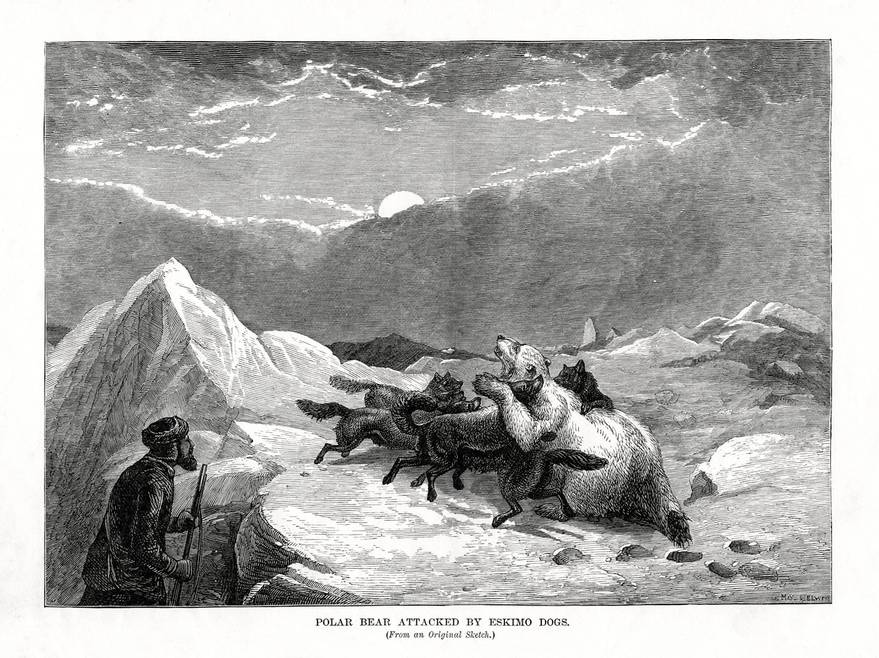 Urso polar atacado por cães esquimós, 1877 de Unbekannt