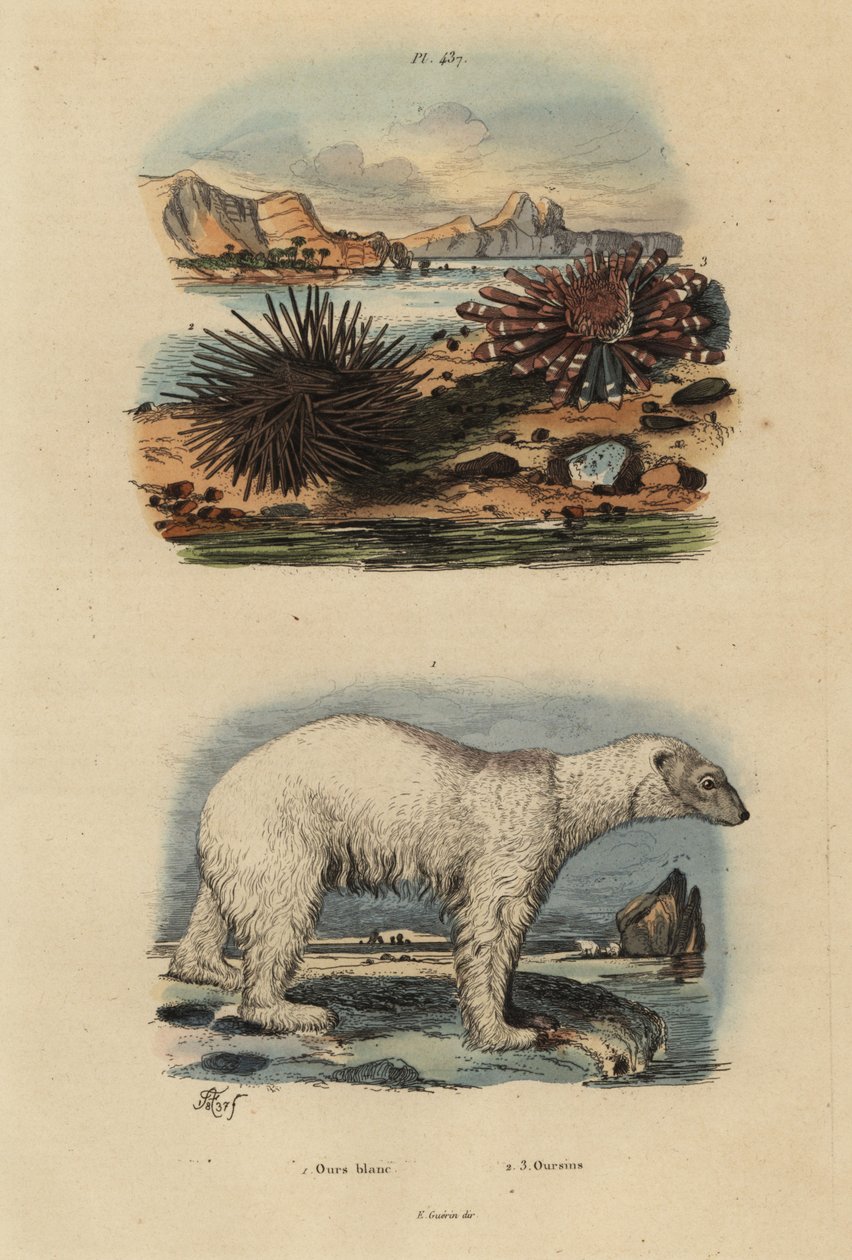 Urso polar, Ursus maritimus 1, vulnerável, ouriço-do-mar comestível, Echinus esculentus 2 e ouriço-do-mar vermelho, Heterocentrotus mammillatus 3 de Unbekannt