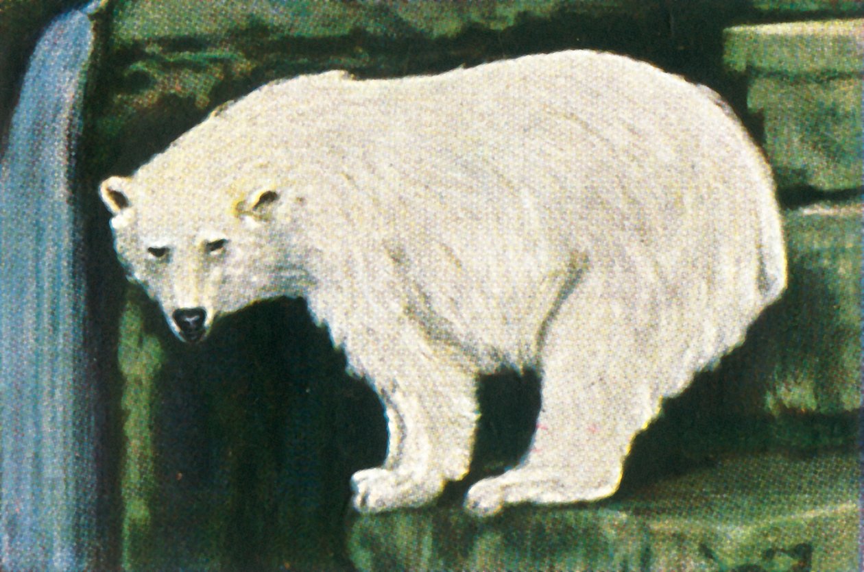 Urso polar de Spitzbergen, c1928. de Unbekannt
