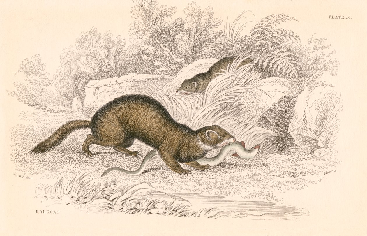 Polecat Mustela putorius, membro da família doninha, 1828 de Unbekannt