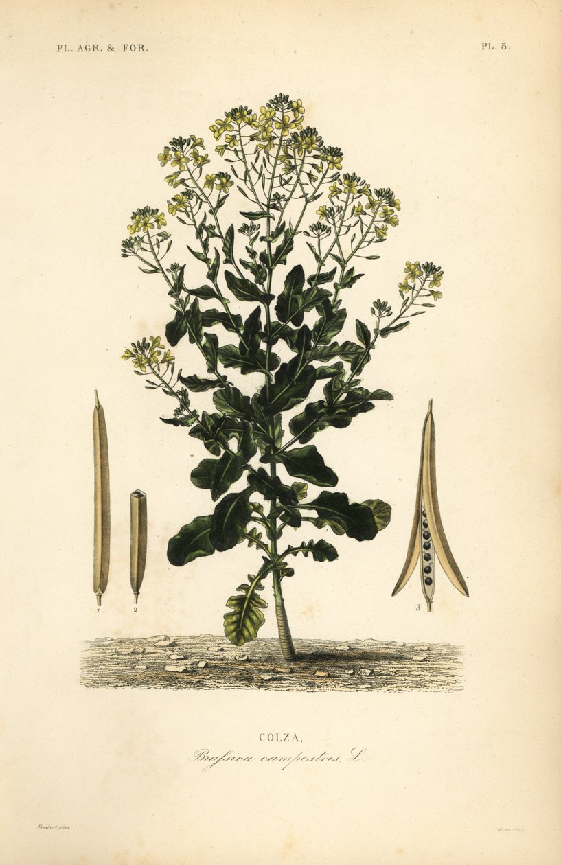 Planta polaca de canola ou óleo de canola, Brassica rapa, Brassica campestris, Colza de Unbekannt