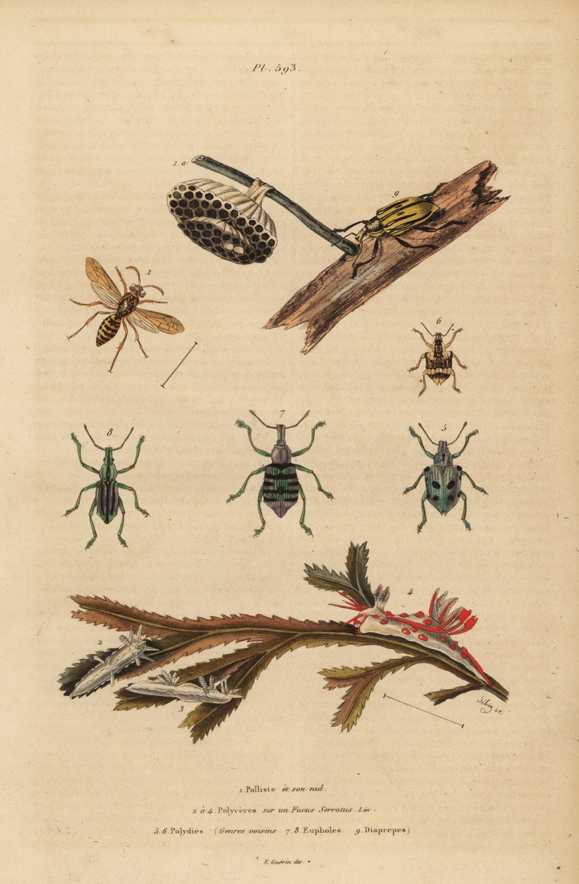 Polistes gallicus, vespa e ninho de papel, gorgulho azul, Eupholus schoenherri, gorgulho das raízes, Diaprepes abbreviatus, lesmas do mar Polycera, Ancula gibbosa, ancula atlântica, sobre algas marinhas de Unbekannt