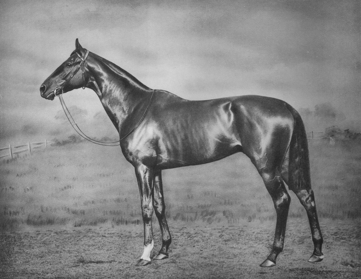 Polymelus, 1902-1924, 1911 de Unbekannt