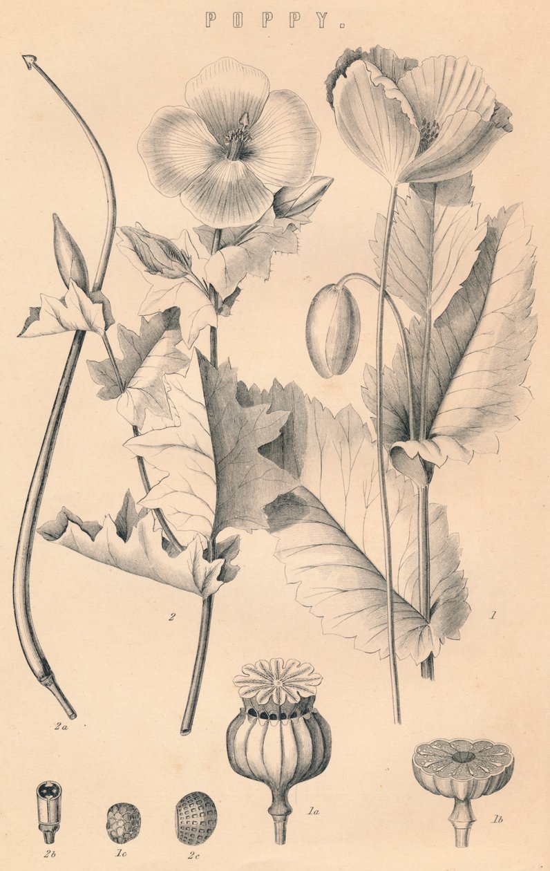 Papoula, século c19 de Unbekannt
