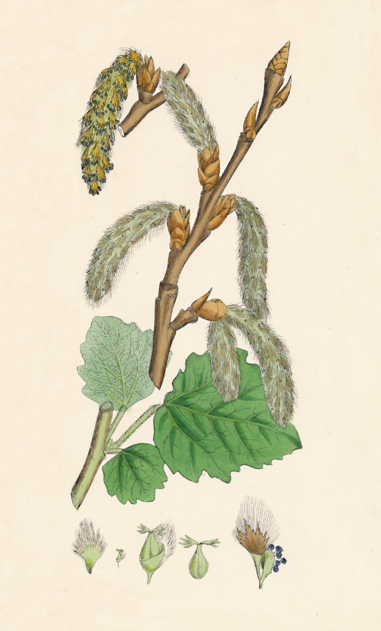 Populus canescens. Álamo cinzento, século XIX de Unbekannt