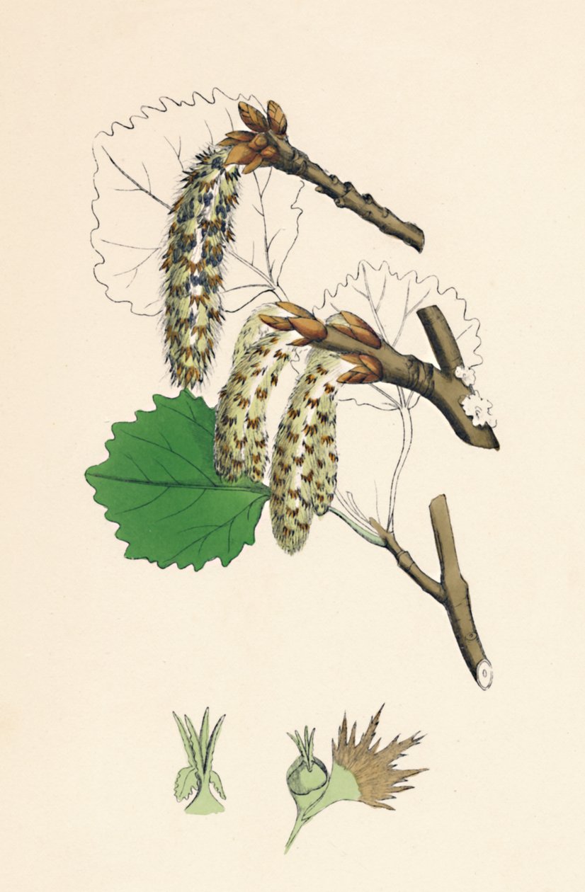 Populus tremula. Aspen, século XIX de Unbekannt
