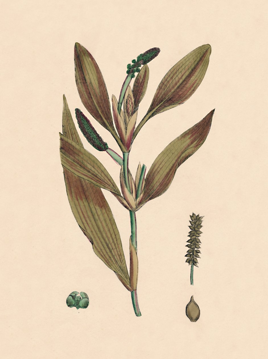 Potamogeton rufescens. Pondweed avermelhado, século XIX de Unbekannt