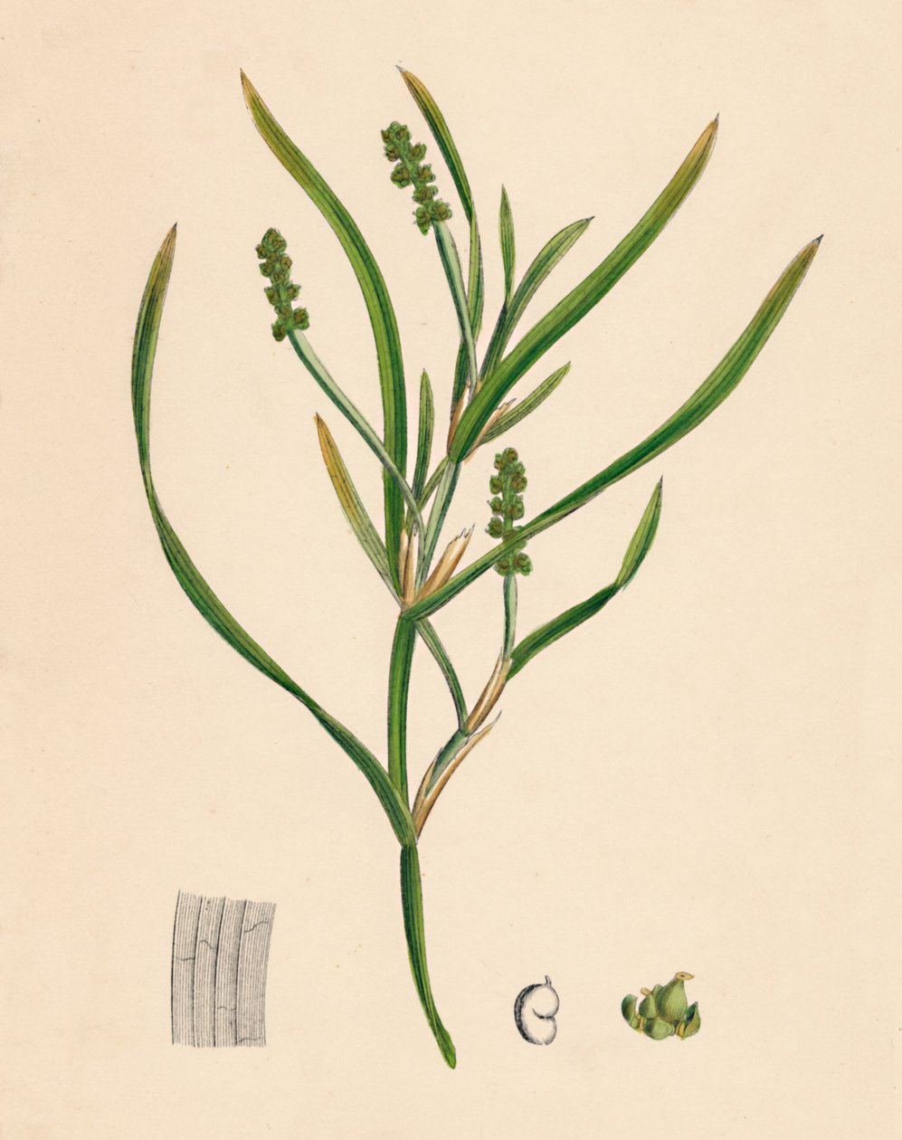 Potamogeton zosterifolius. Pondweed com folhas, do século XIX de Unbekannt