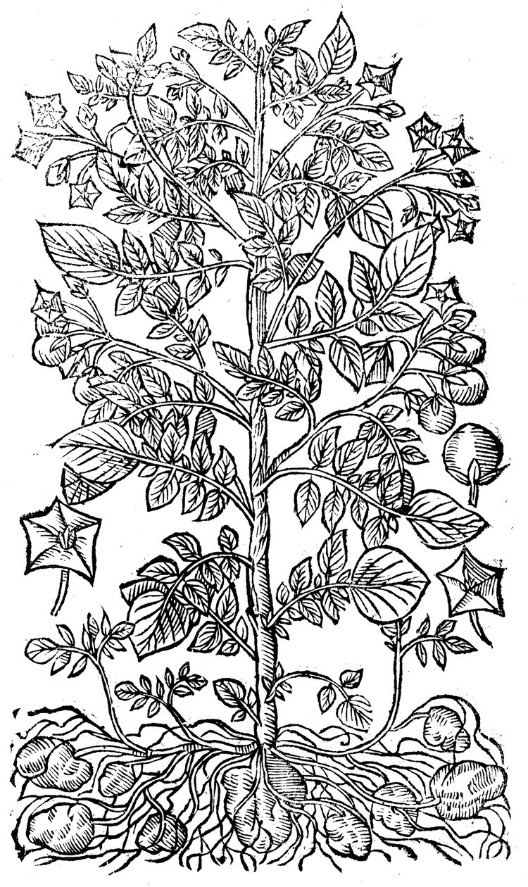 Batata, 1640 de Unbekannt