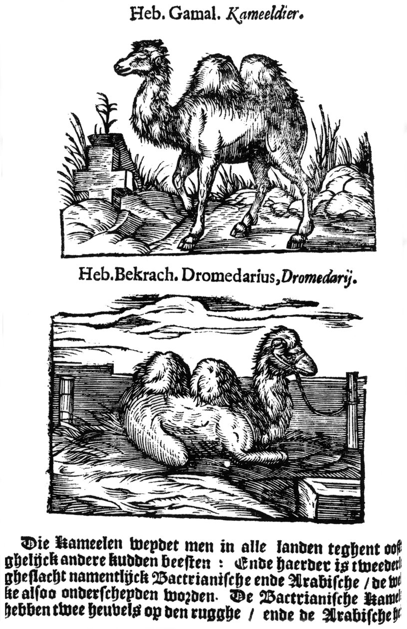 Classificação pré-binomial das espécies, 1644 de Unbekannt