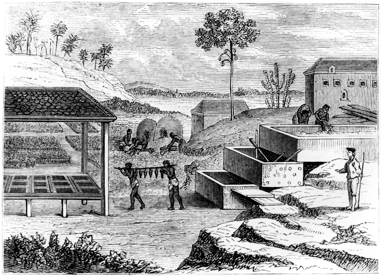 Preparing indigo, Santo Domingo, 1873 de Unbekannt