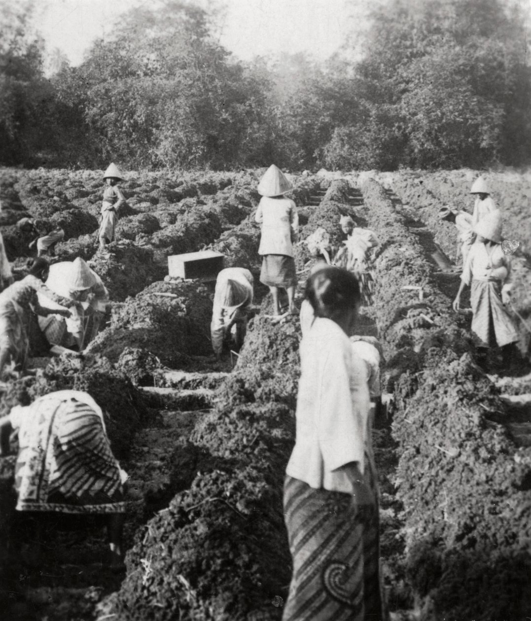 Preparando canais de irrigação em uma plantação de açúcar, Java, Índias Orientais Holandesas, 1927 de Unbekannt