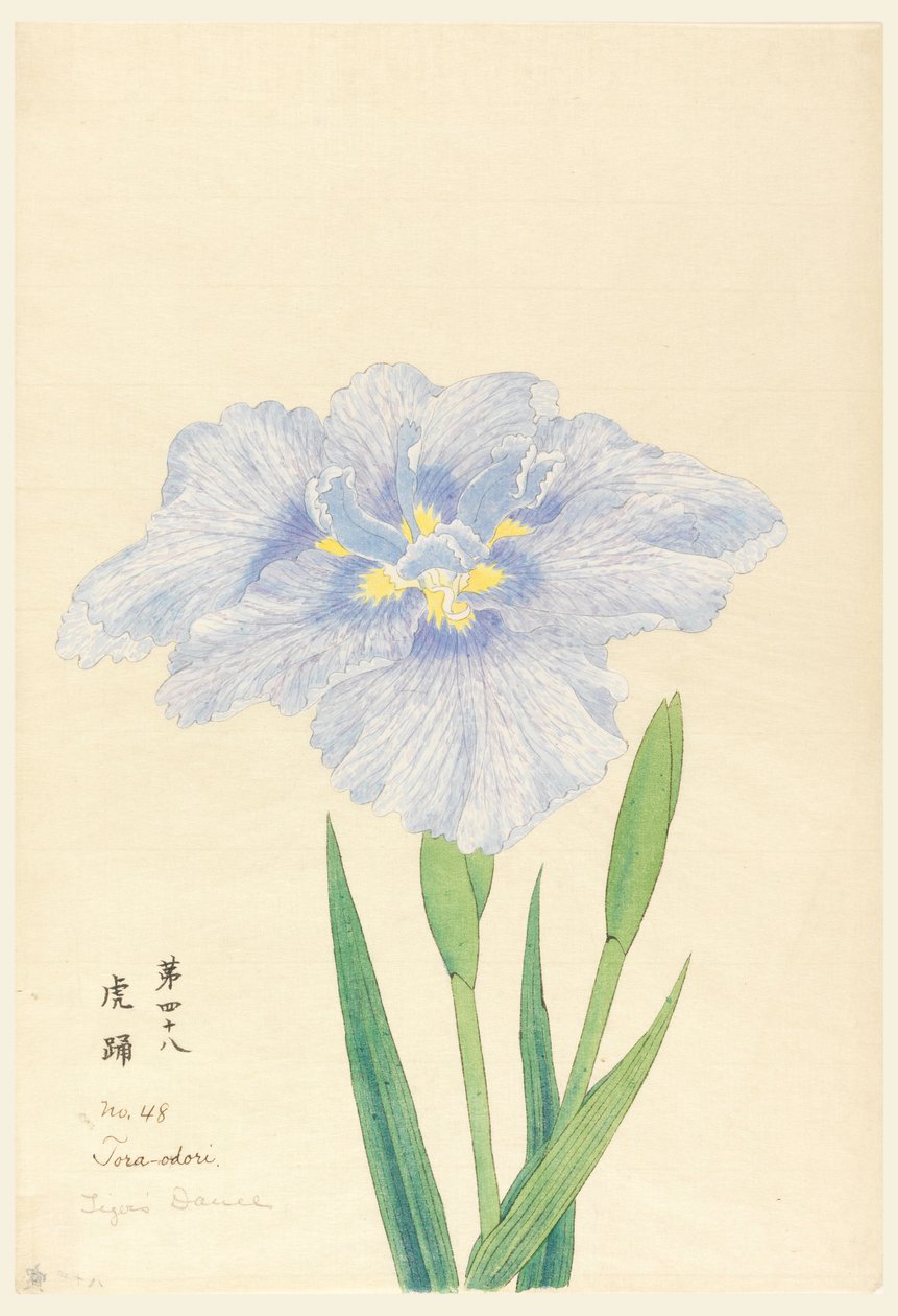Print, Tiger