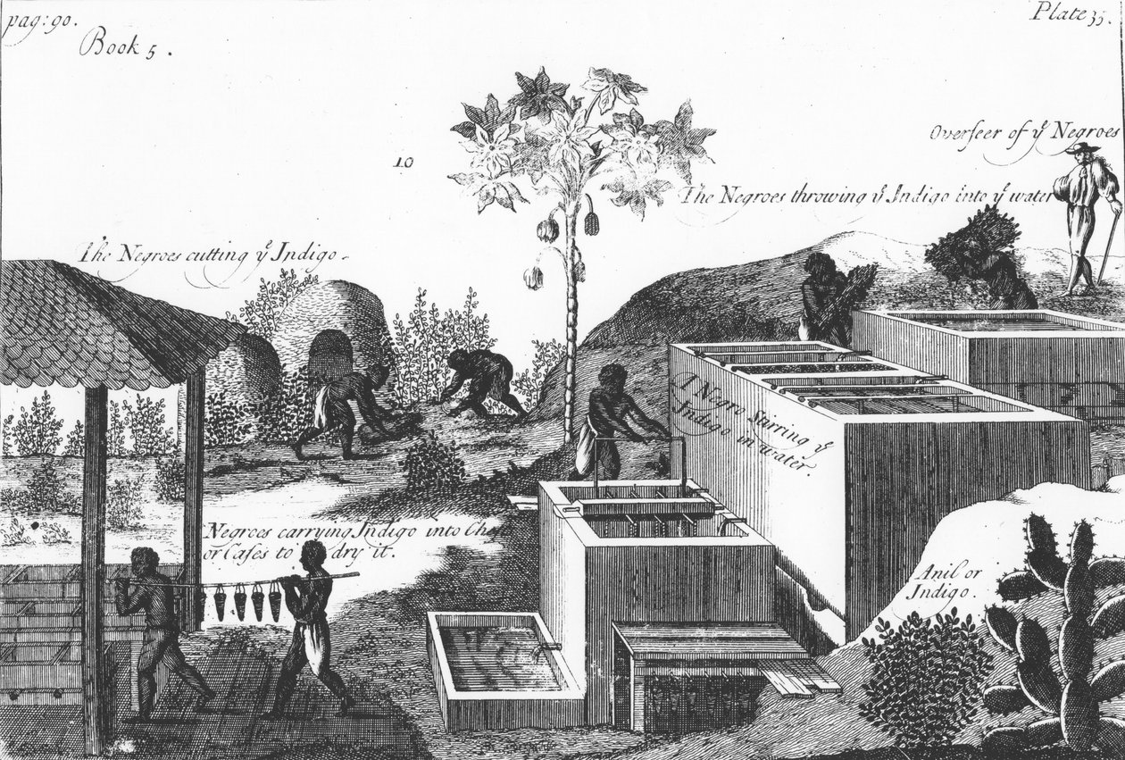 Produzindo corante índigo com trabalho escravo: Antilhas ou América Central, 1725 de Unbekannt