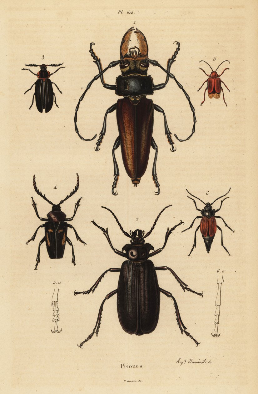 Psalidognathus friendii 1, Madre de la Culebra, Acanthinodera cumingii 2, Allocerus dilaticorne 3, Callipogos barbatus 4, Anacolus sanguineus 5 e Prionus flavipennis 6 de Unbekannt