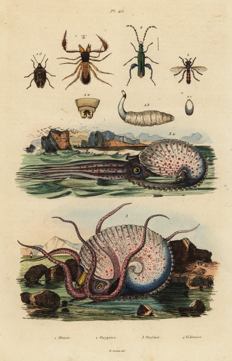 Pseudoscorpião, Chthonius orthodactylus 1, Octyptera bicolor 2, polvo pelágico tuberculoso, Ocythoe tuberculata 3, e falso besouro do óleo, Oedemera nobilis 4 de Unbekannt