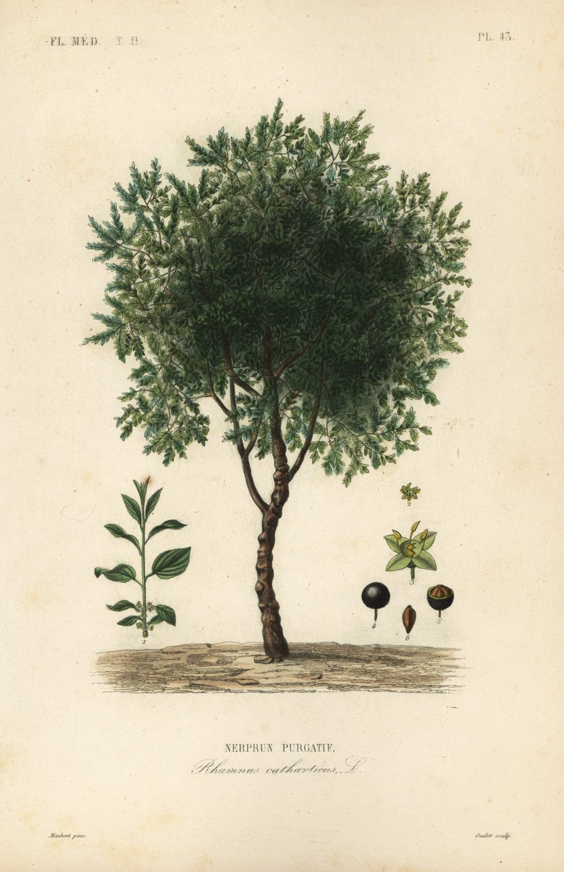 Purgar árvore de espinheiro, Rhamnus cathartica, Rhamnus catharticus, Nerprun purgatif de Unbekannt
