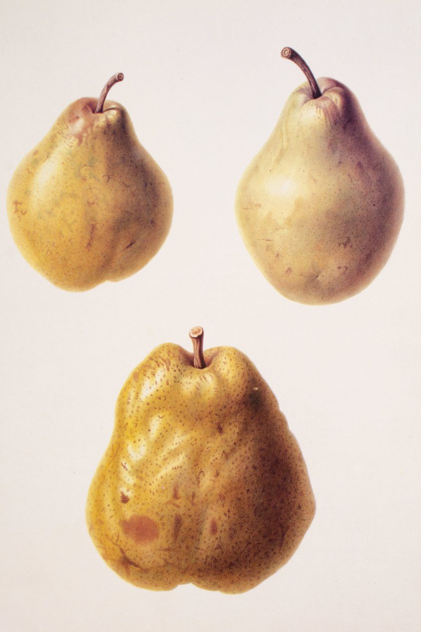 Pyrus communis/Pear 