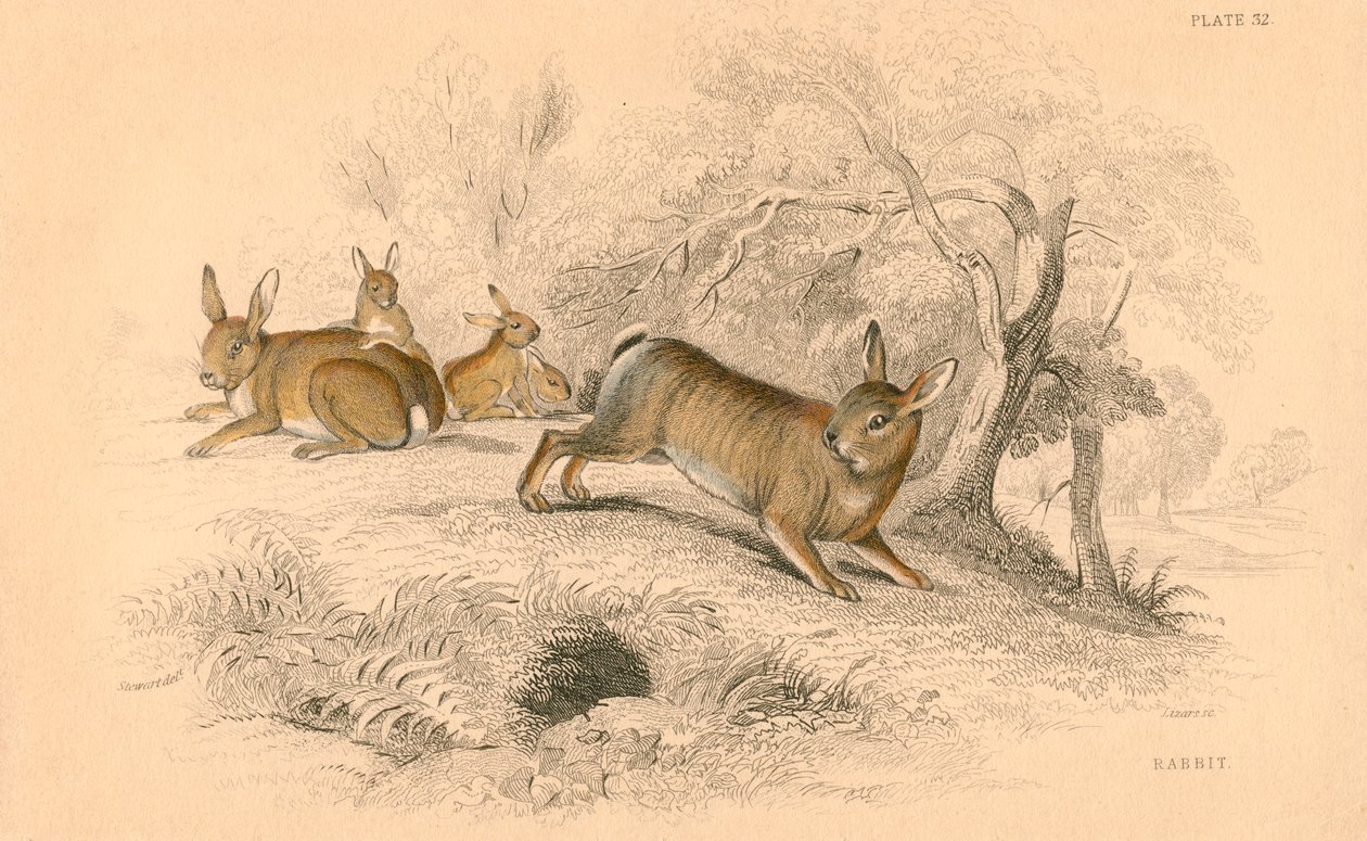 Coelho Oryctolagus cuniculus, 1828 de Unbekannt