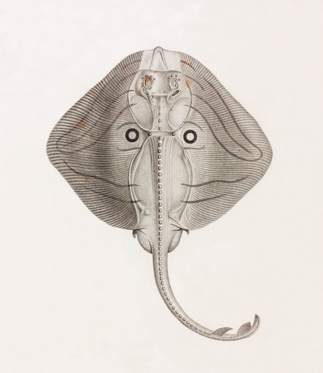 Raie em Bandes de Unbekannt