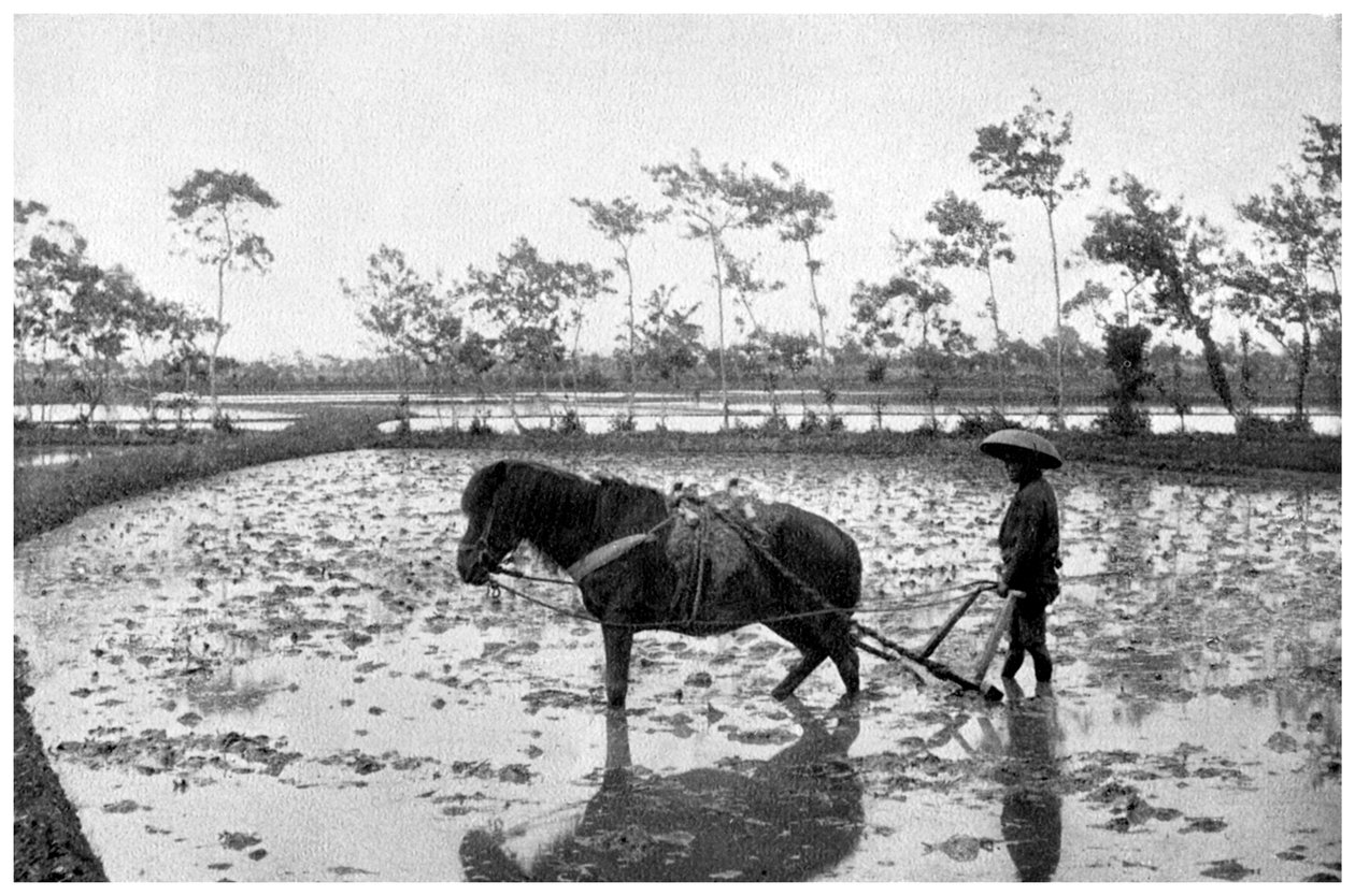 Ajuntando um campo de arroz, Japão, 1904 de Unbekannt