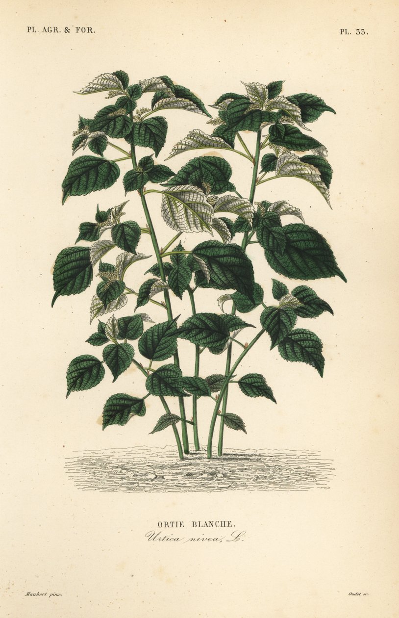 Ramie ou China grama, Boehmeria nivea, Urtica nivea, Ortie blanche de Unbekannt