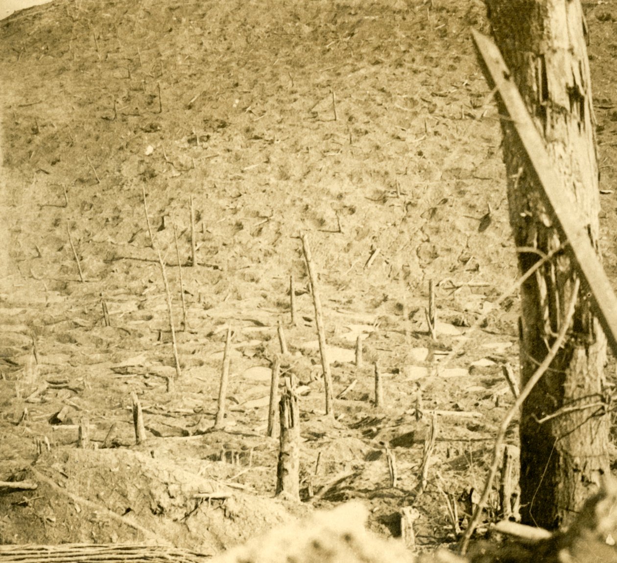 Barranco em Les Éparges, norte da França, c1914-c1918. de Unbekannt