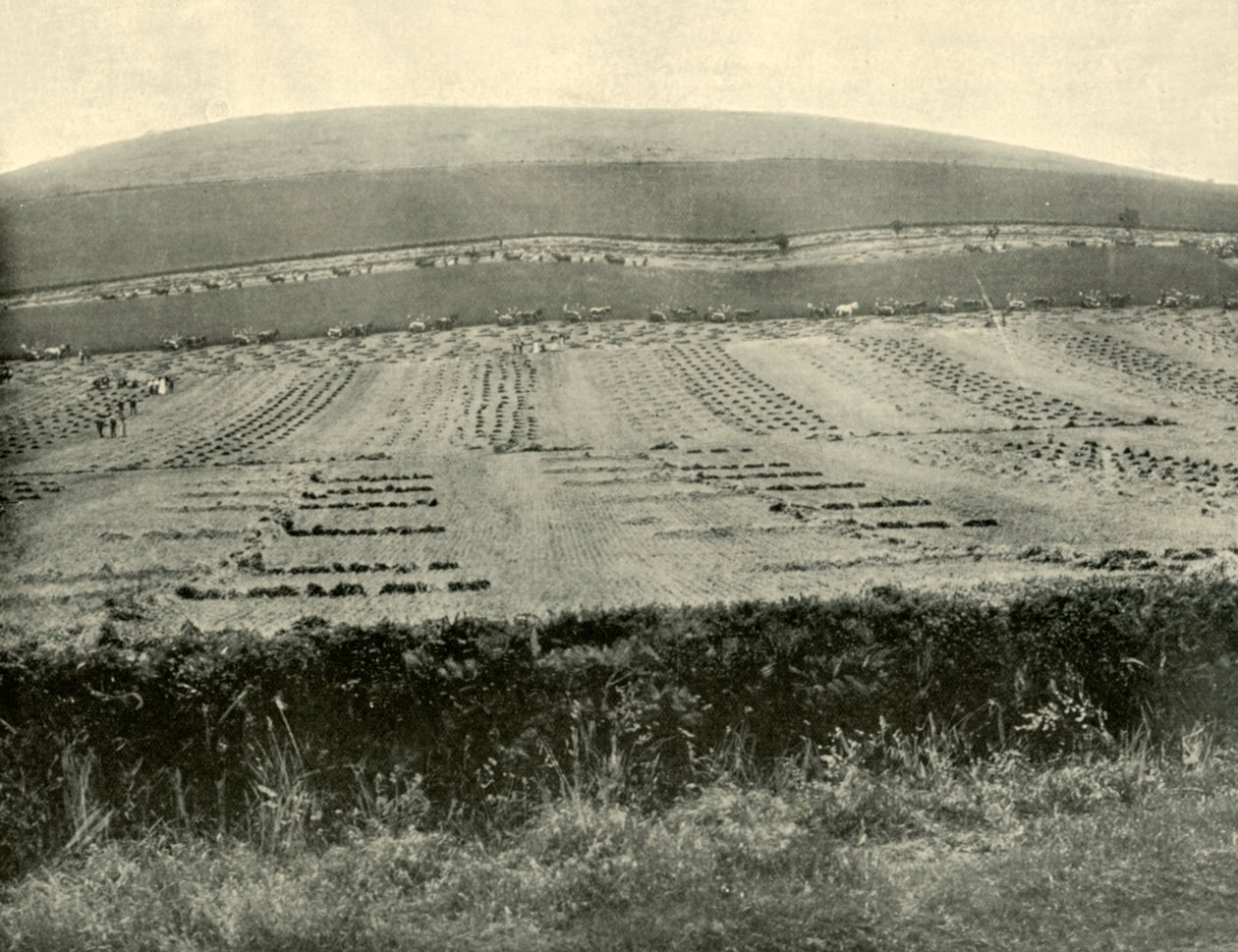 Reaper & Binder Competition, Monte Blowhard, perto de Ballarat, 1901. de Unbekannt