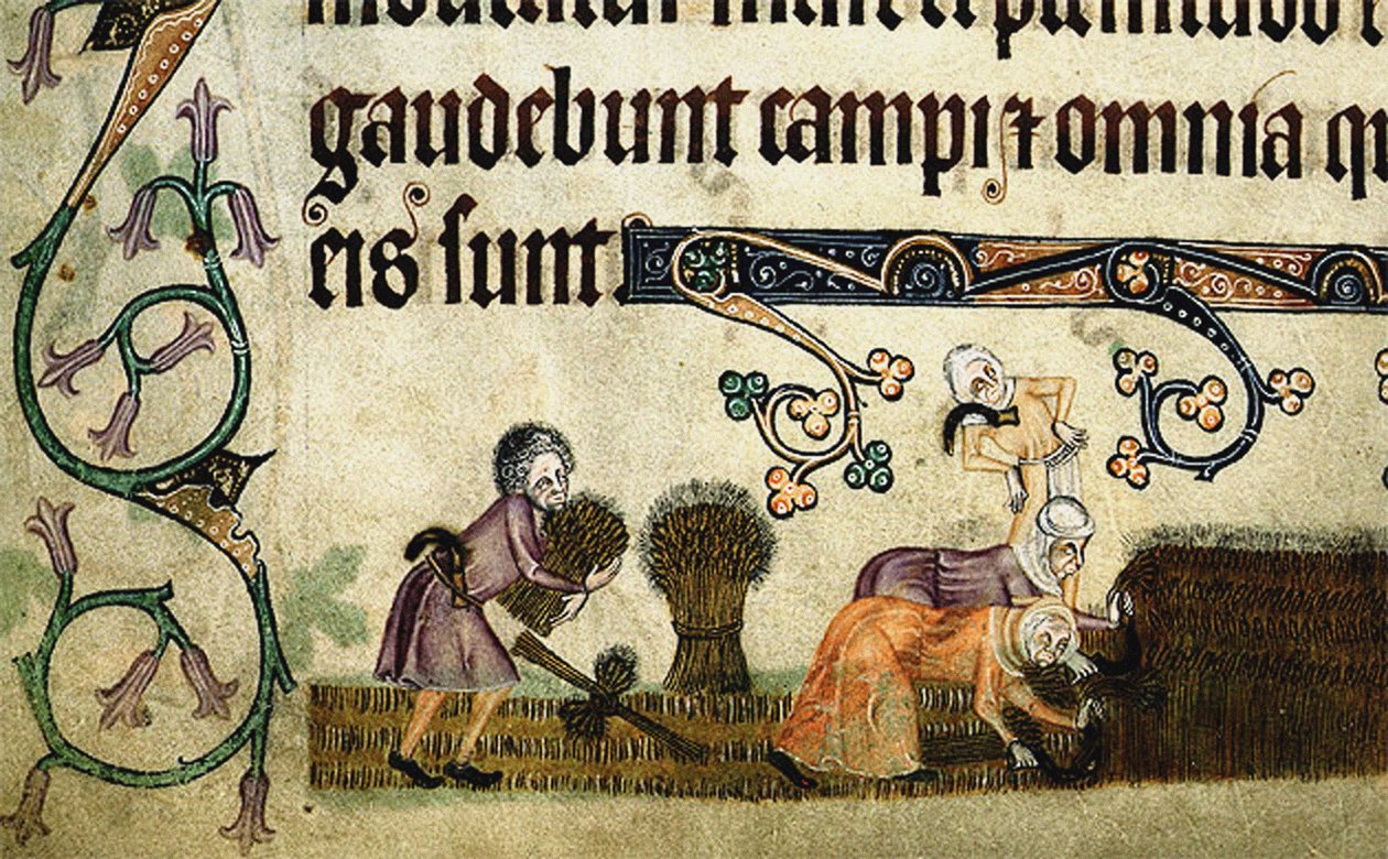 Colhendo e ligando feixes do Saltério de Luttrell, ca 1330 de Unbekannt