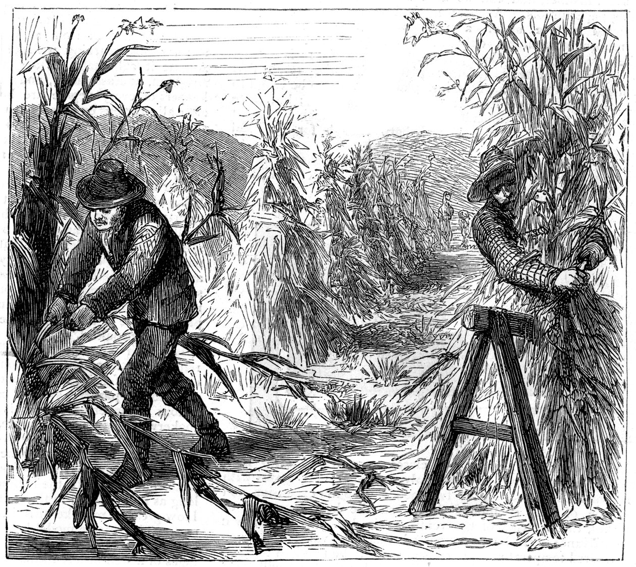 Colhendo e socking-up milho para secar, Lake Drie, Canadá, 1880 de Unbekannt