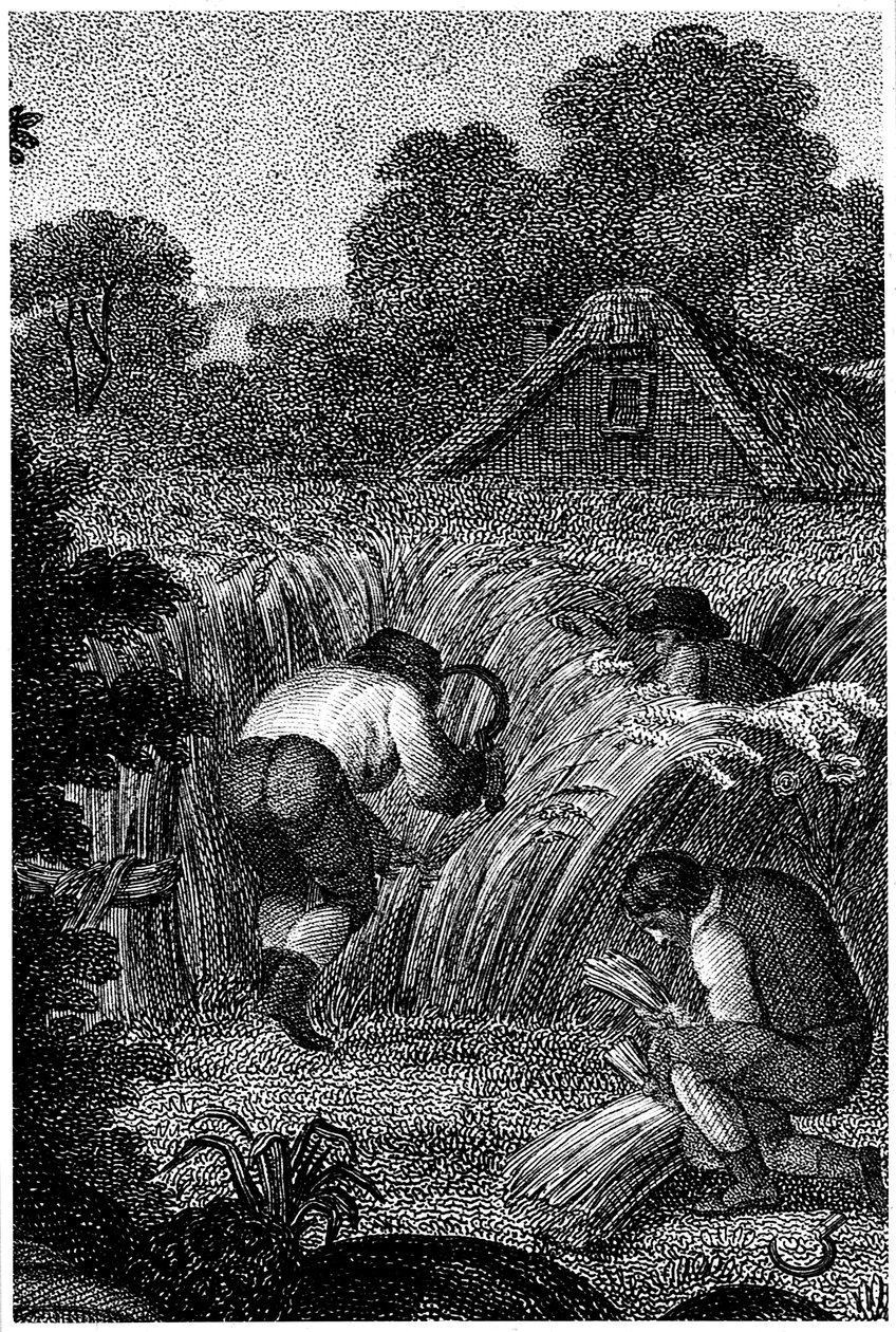 Colhendo com foices e amarrando as polias, Inglaterra, c1800 de Unbekannt