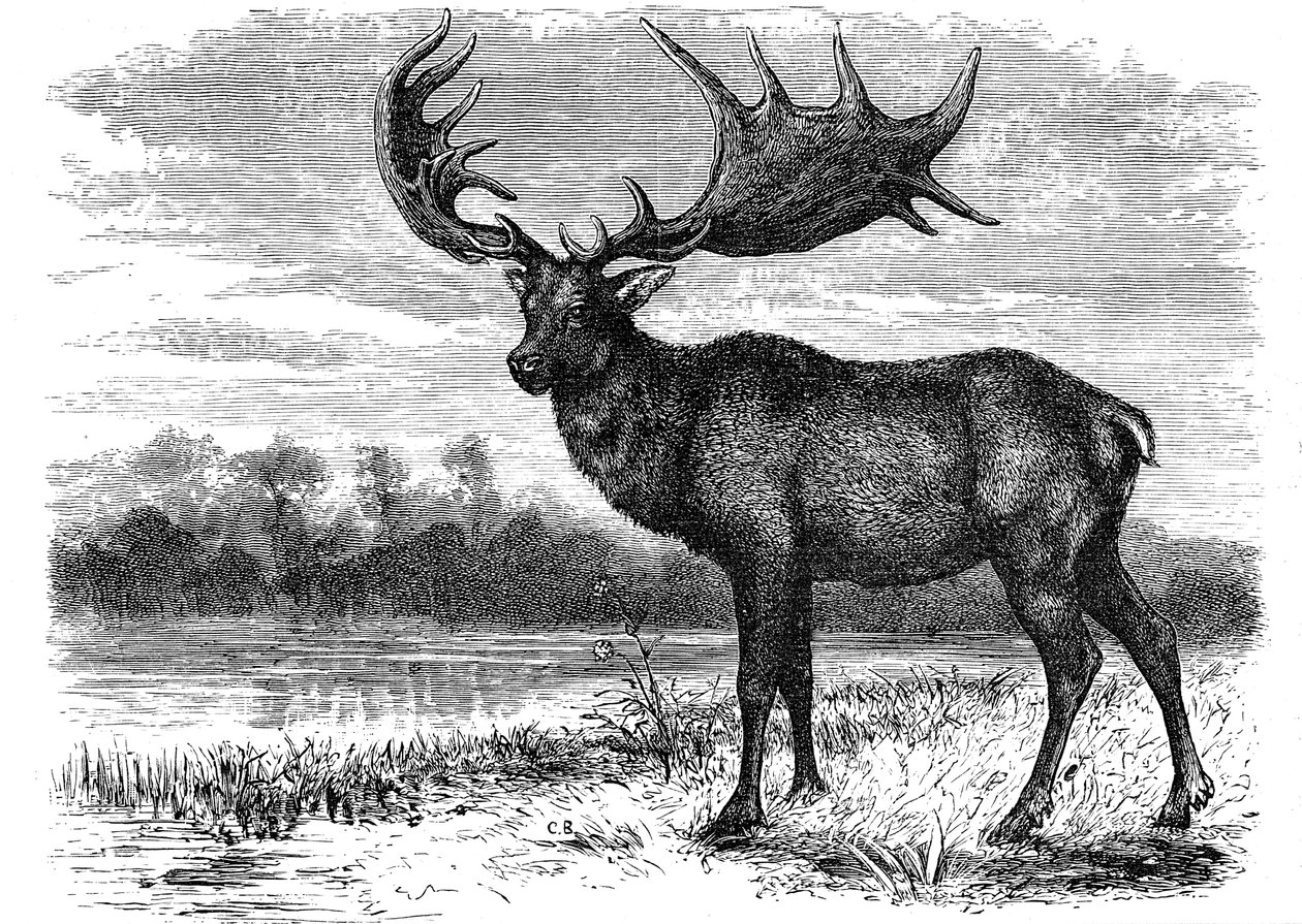 Reconstrução do alce irlandês Megaloceros, c1880 de Unbekannt