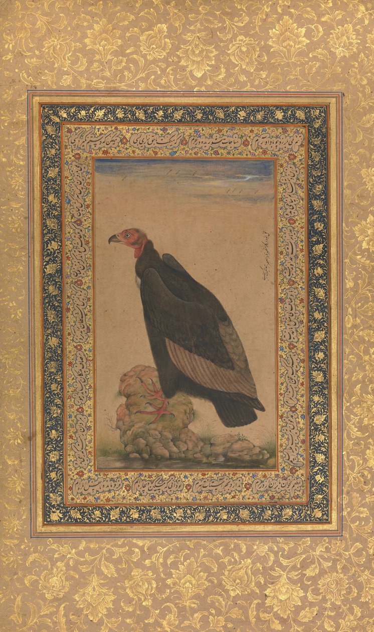 Abutre-de-cabeça-vermelha, fólio do álbum Shah Jahan, frente e verso: início do século XIX. de Unbekannt