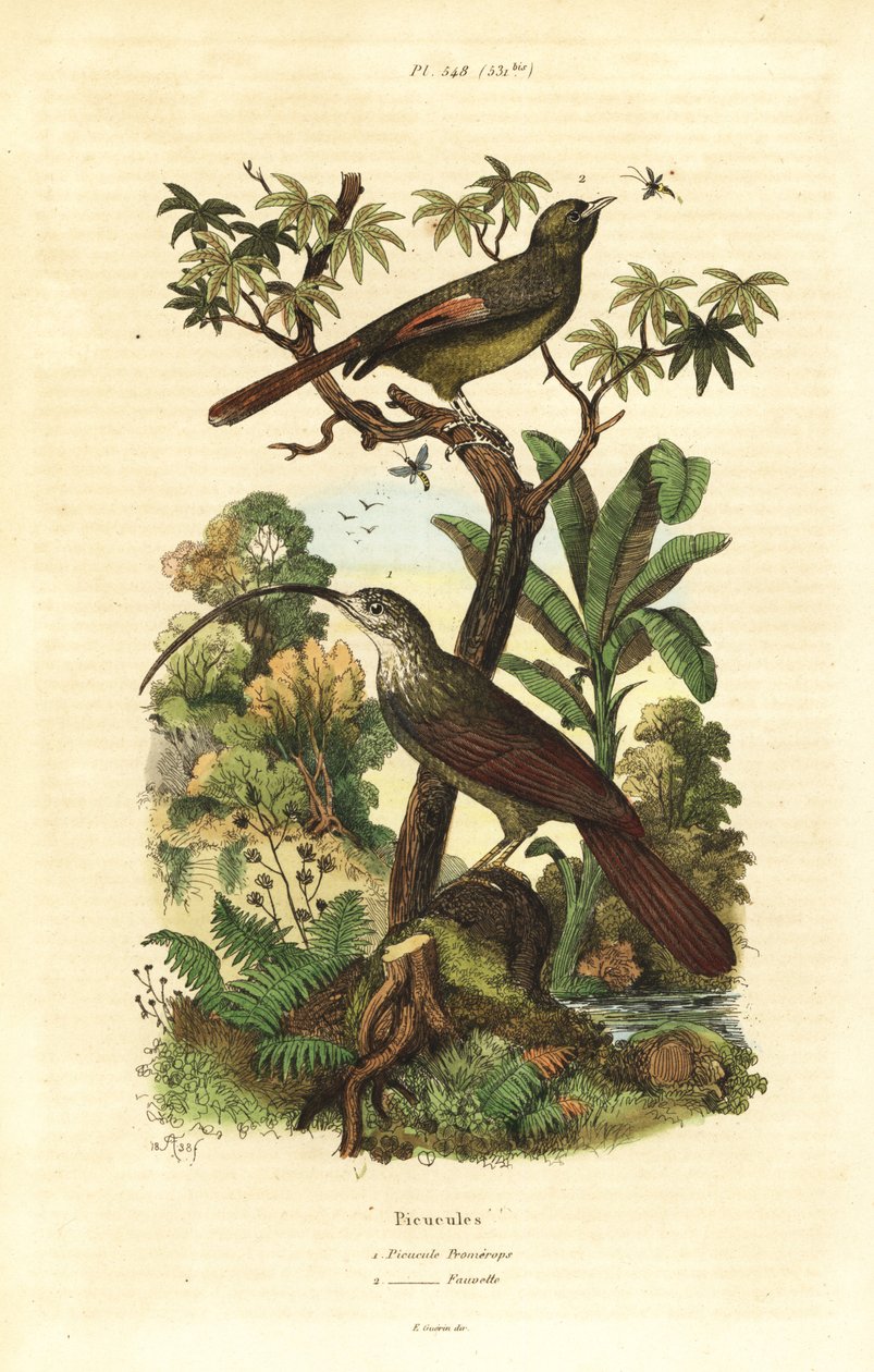 Faqueiro-de-bico-vermelho, Campylorhamphus trochilirostris e olivaceous woodcreeper, Sittasomus griseicapillus de Unbekannt