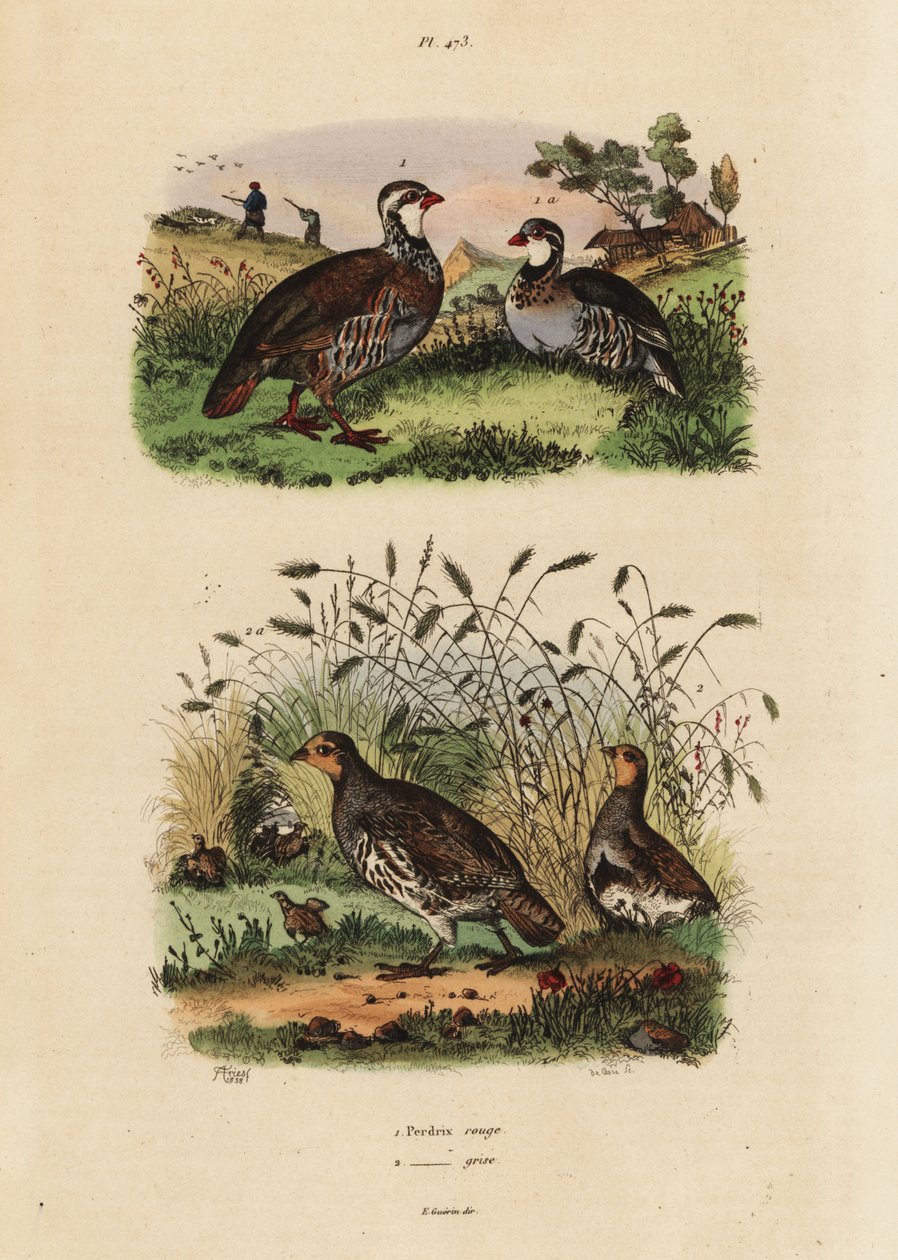 Perdiz de perna vermelha, Lectures rufa, e perdiz cinza, Perdix perdix perdix rouge et perdrix grise de Unbekannt