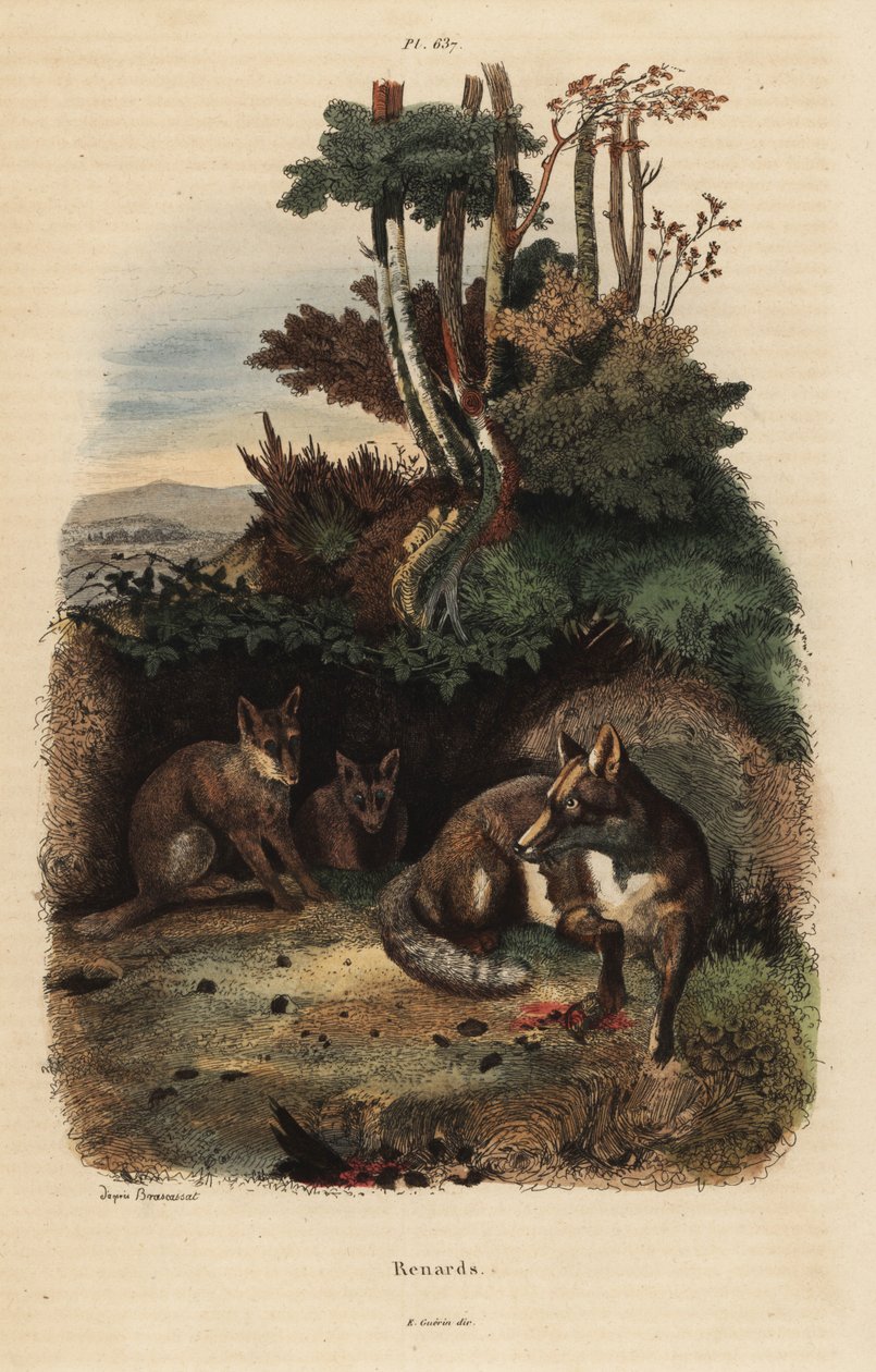 Red foxes, Vulpes vulpes, fora de uma toca de Unbekannt