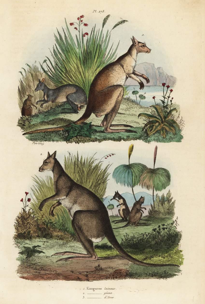 Canguru vermelho, Macropus rufus 1, Canguru cinza oriental, Macropus giganteus 2, e wallaby escuro, Thylogale brunii 3 de Unbekannt