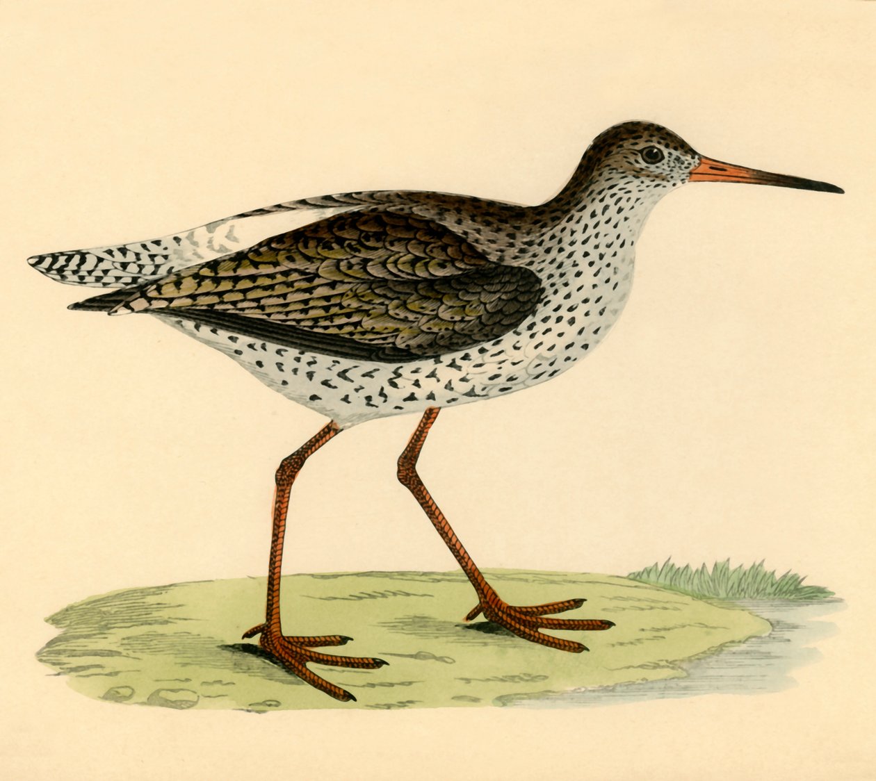 Redshank, final do século XIX. de Unbekannt
