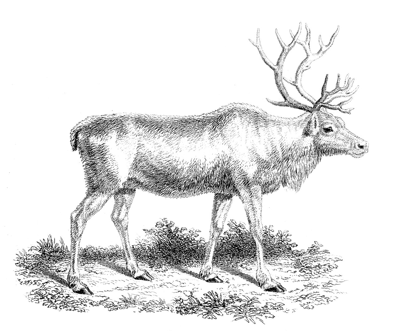 Rena, século XIX de Unbekannt