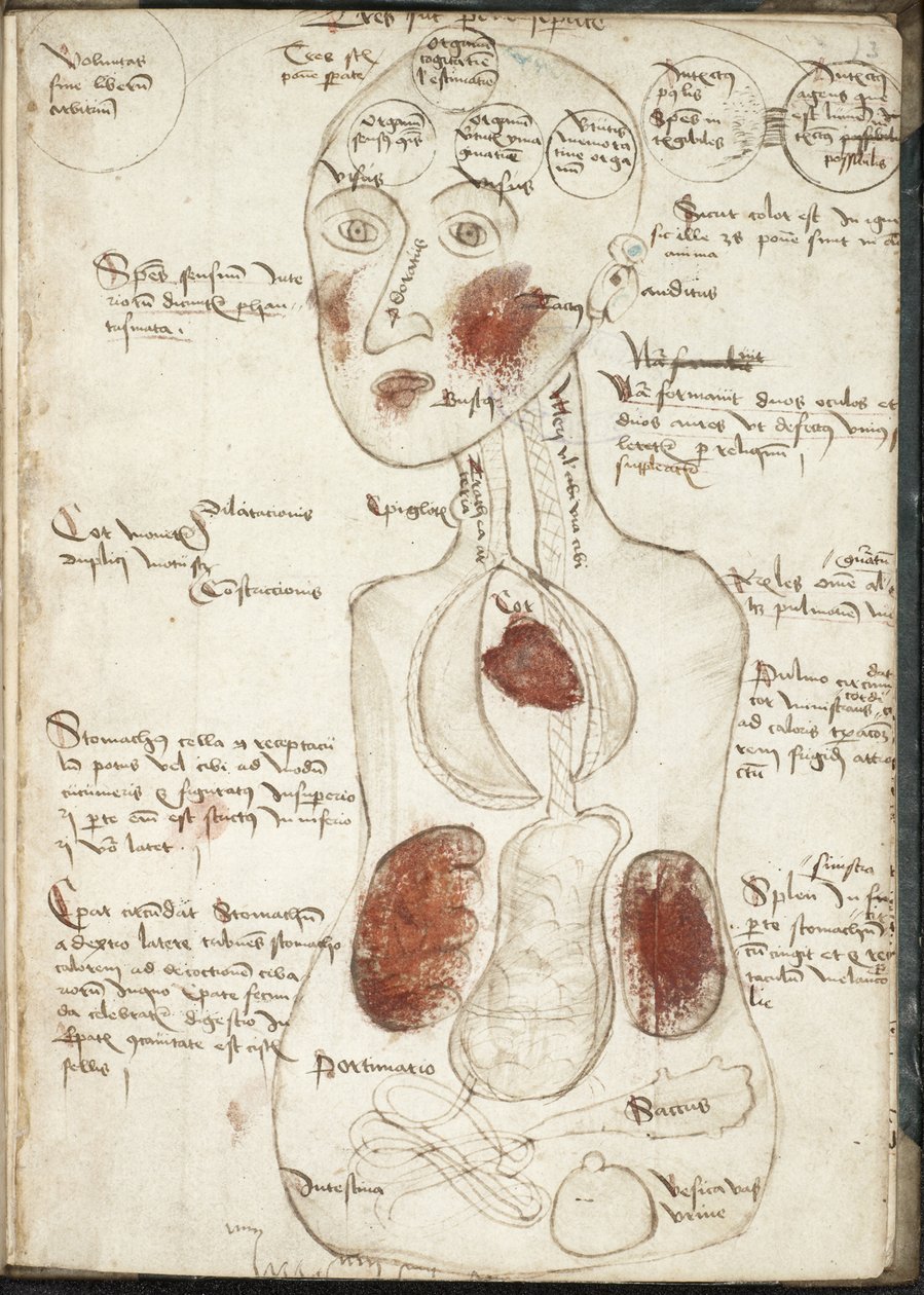 Representação de uma teoria aristotélica da consciência De: De corpore et anima de Unbekannt