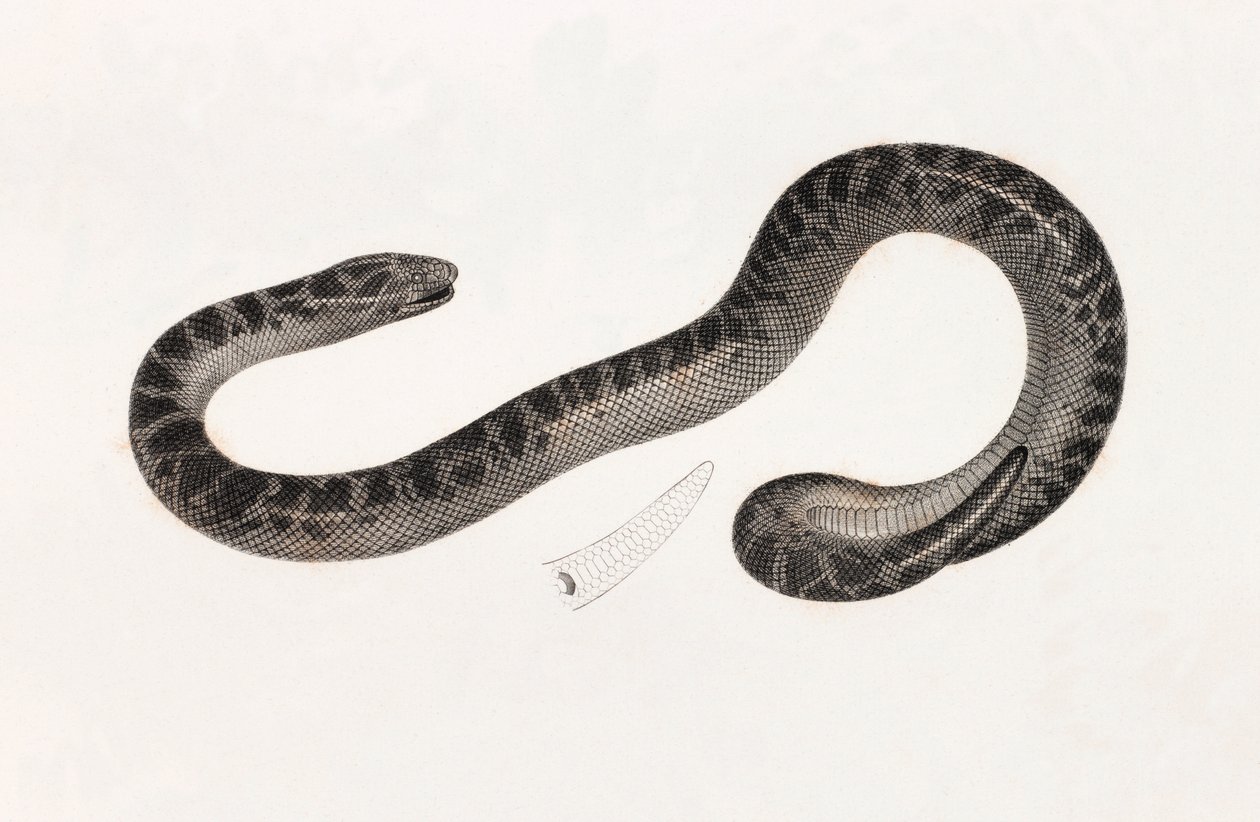 Répteis: A Snake from Delta Book: 