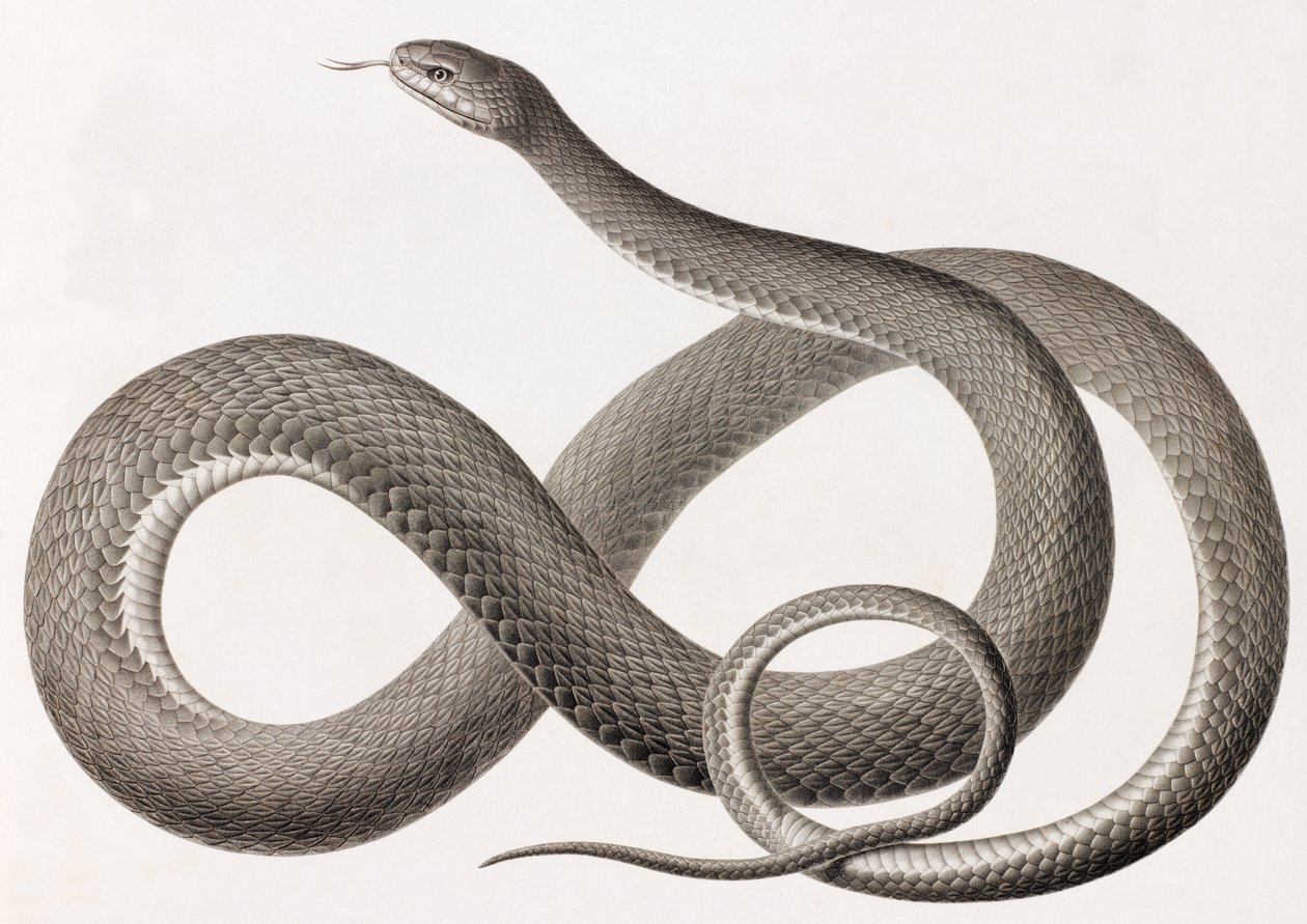 Répteis: uma imagem de perto de uma ilustração de uma cobra de Unbekannt