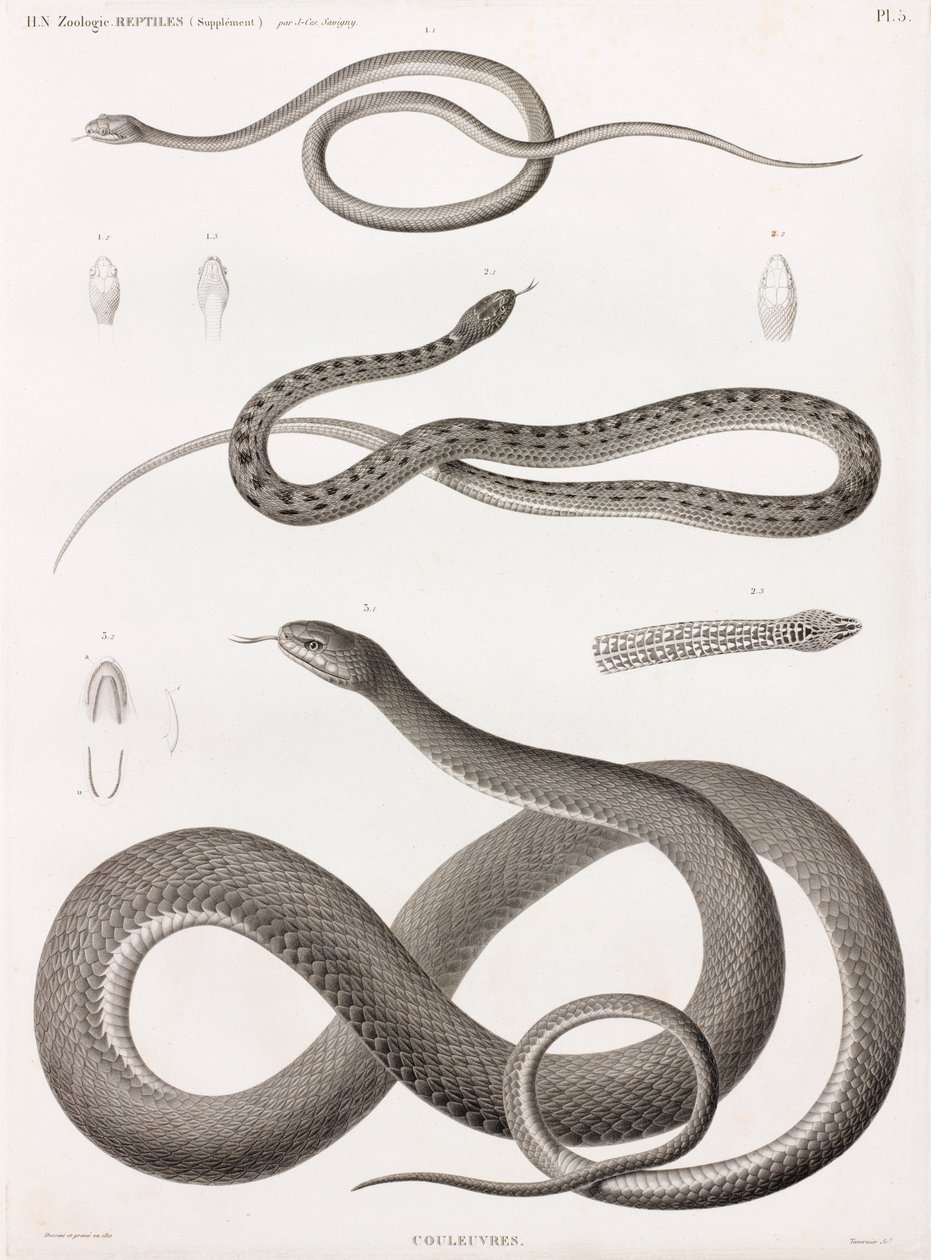 Répteis: série de ilustrações de cobras de Unbekannt